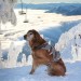 AvalancheDogs_0115_1