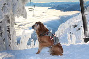 AvalancheDogs_0115_1