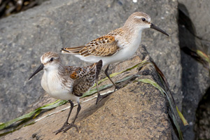 Juvenile Western Sandpipers from the coast of Alaska above the Arctic Circle rest at high tide on the Blaine Marina rock breakwater in Drayton Harbor, Blaine, Wash. Photo by Eric Ellingson