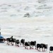 Buzz_0315_Iditirodmushing