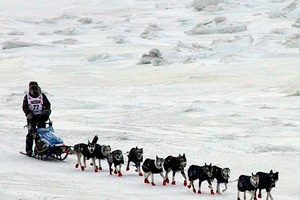 Buzz_0315_Iditirodmushing