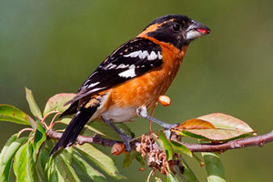 Buzz_0814BlackHeadedGrosbeak