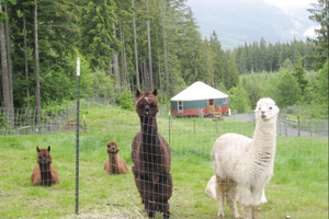 Yurt Camping at Paca Pride Guest Ranch