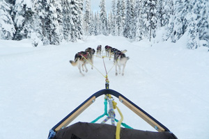 Esc_0314DogSledding