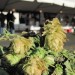 Fresh-Hop-Ale-Fest-1_0913