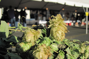 Fresh-Hop-Ale-Fest-1_0913