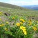 Arrowleaf Balsamroot flowers