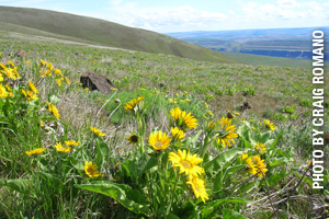 Arrowleaf Balsamroot flowers