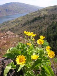 Balsamroot flowers at Tom McCall Point