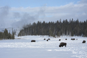 Yellowstone_1111feature