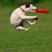 dog_frisbee300x200