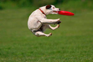 dog_frisbee300x200